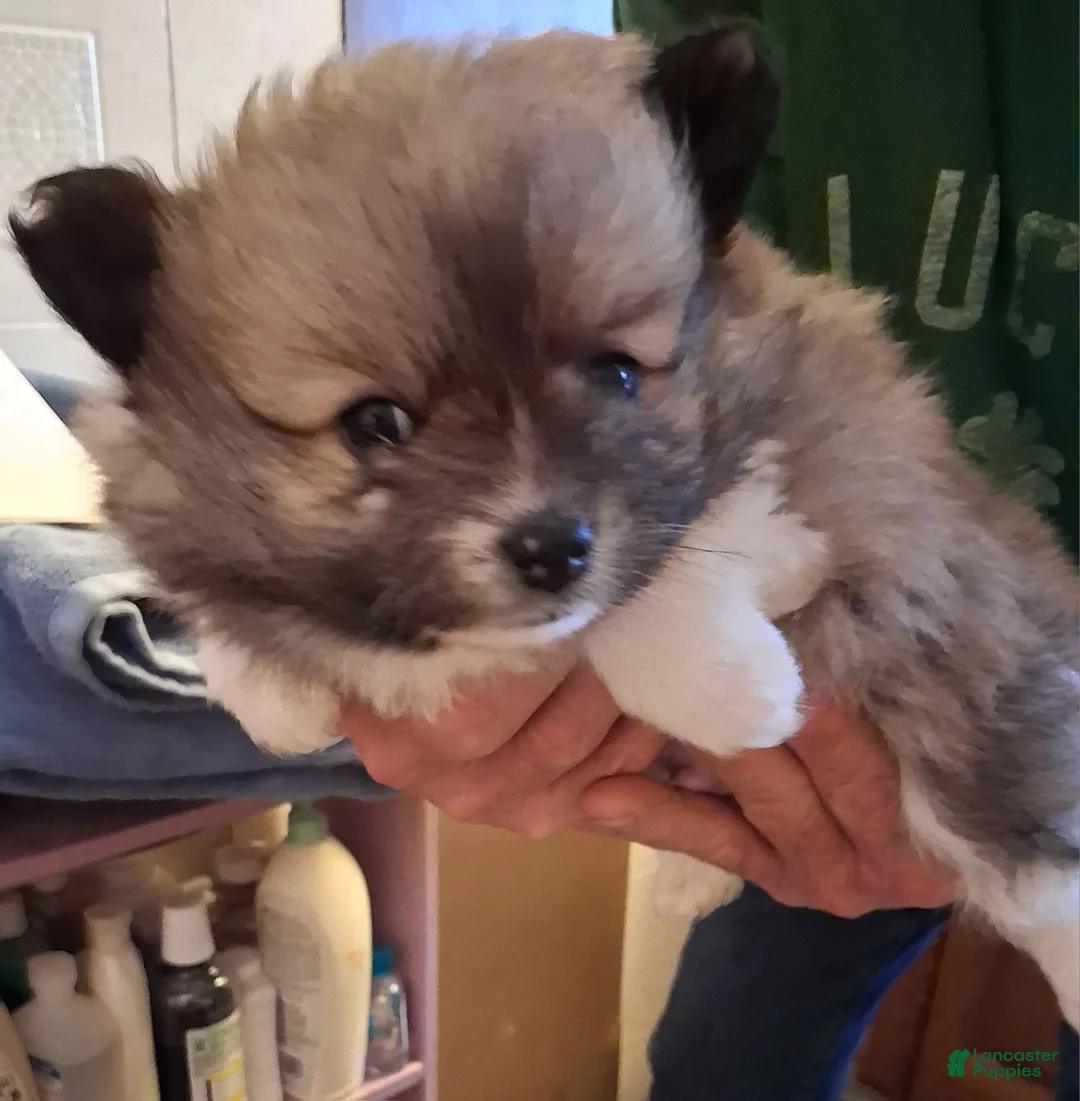 Pomeranian dogs for sale: Pomeranian Puppy 1 - Ad 1