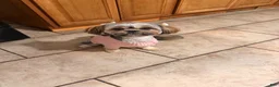 Shih Tzu dogs for sale: Shih Tzu 3 - Ad 6