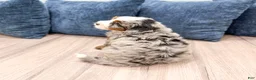Mini Bernedoodle dogs for sale: Jasper - Ad 5