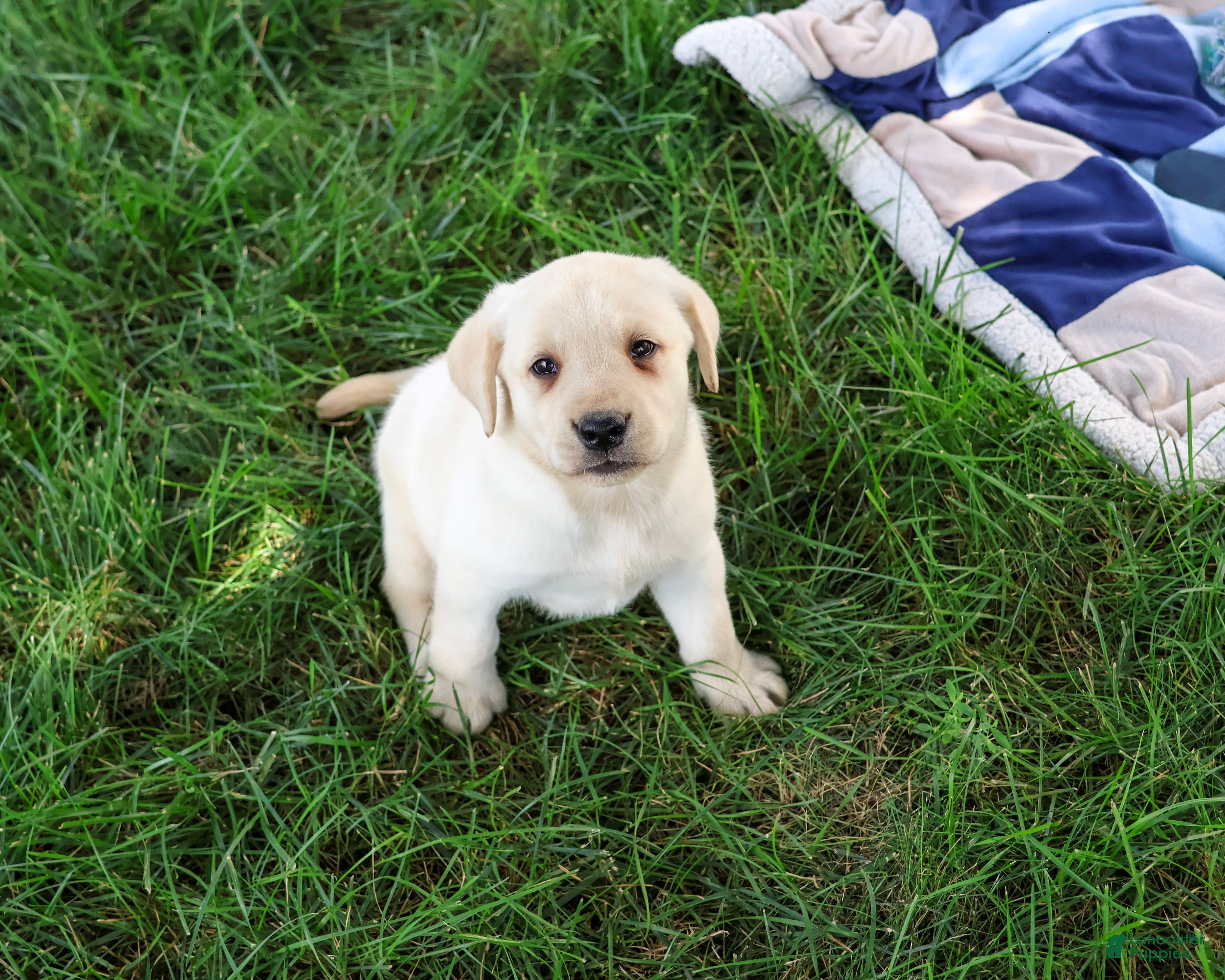 Labrador Retriever dogs Rodney - Ad 23