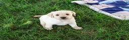 Labrador Retriever dogs for sale: Rodney - Ad 1