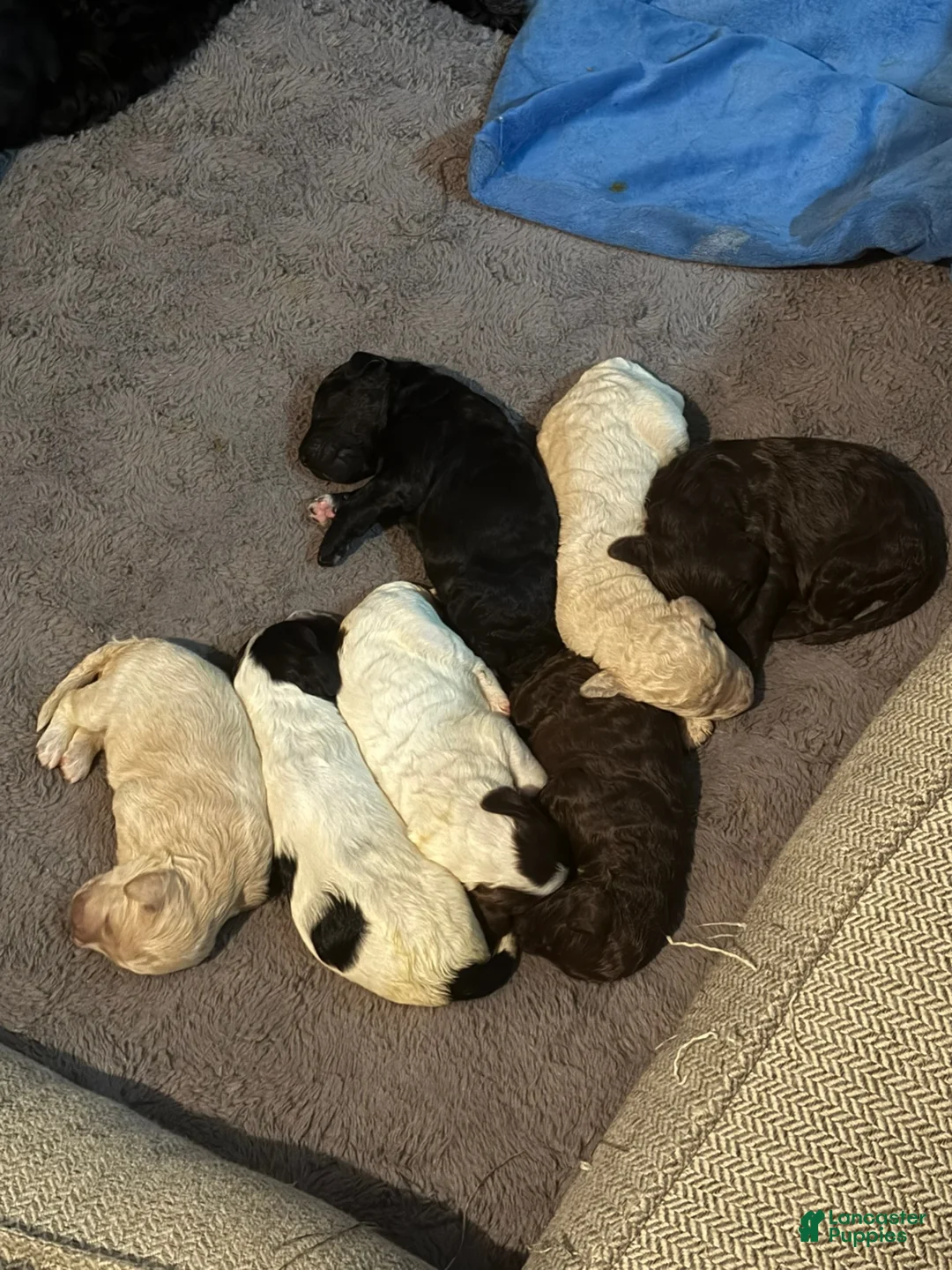 Labradoodle dogs for sale: Chocolate - Ad 13