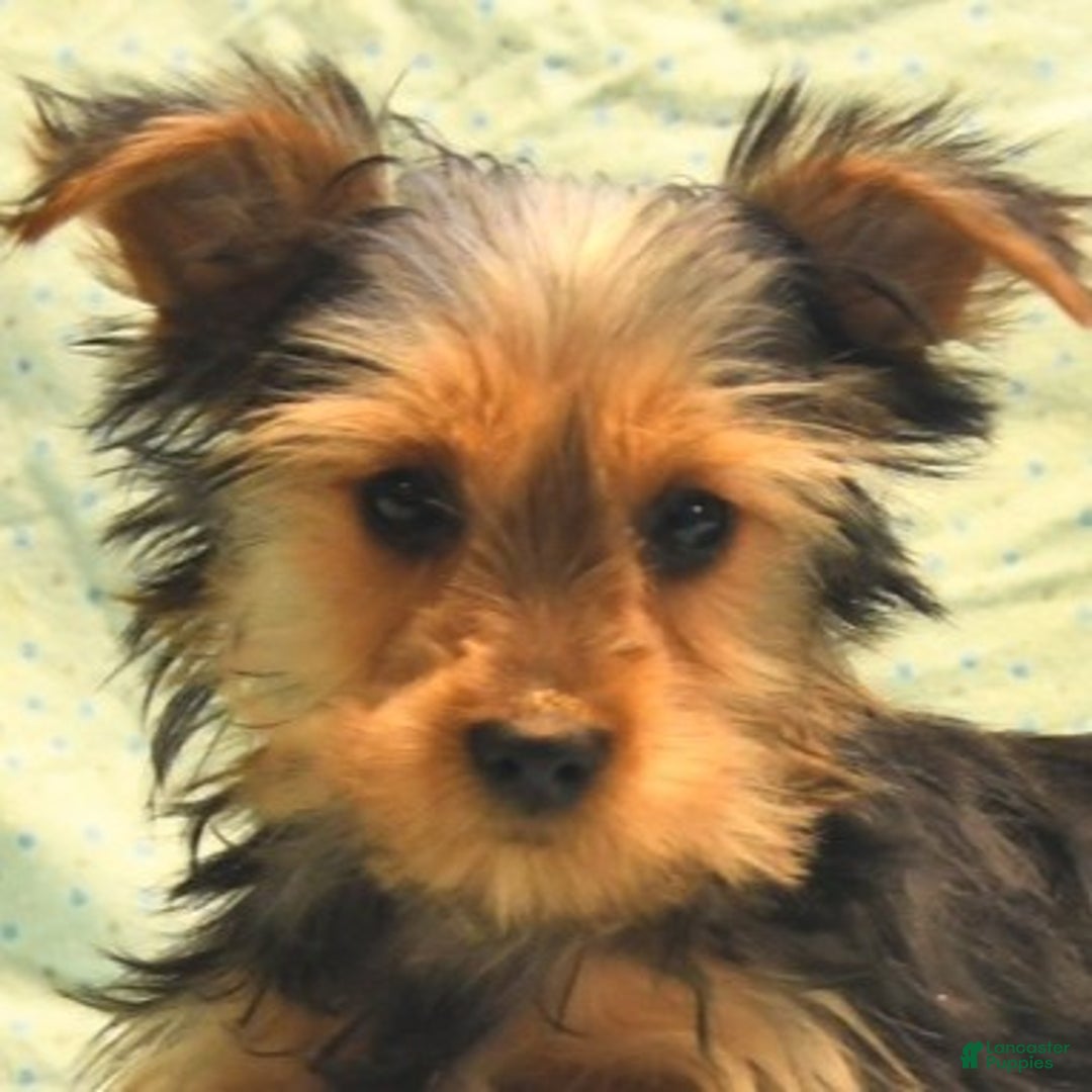 Yorkshire Terrier dogs for sale: Davis - Ad 5
