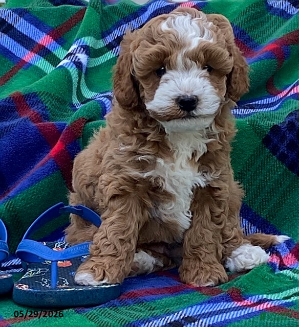 Cavapoo dogs Kaden - Ad 2