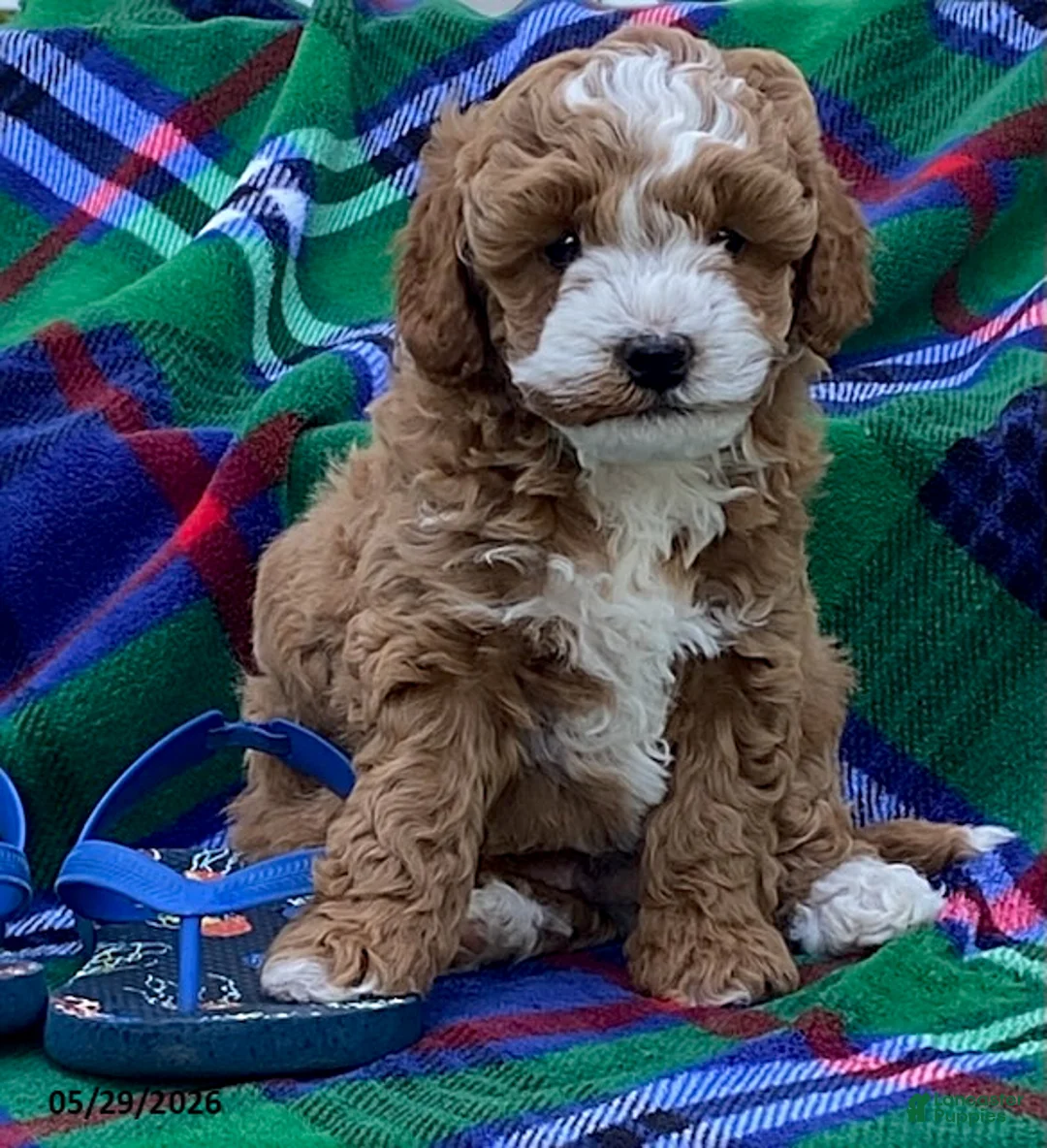 Cavapoo dogs for sale: Kaden - Ad 2