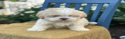 Shih Tzu dogs for sale: Hank - Ad 11
