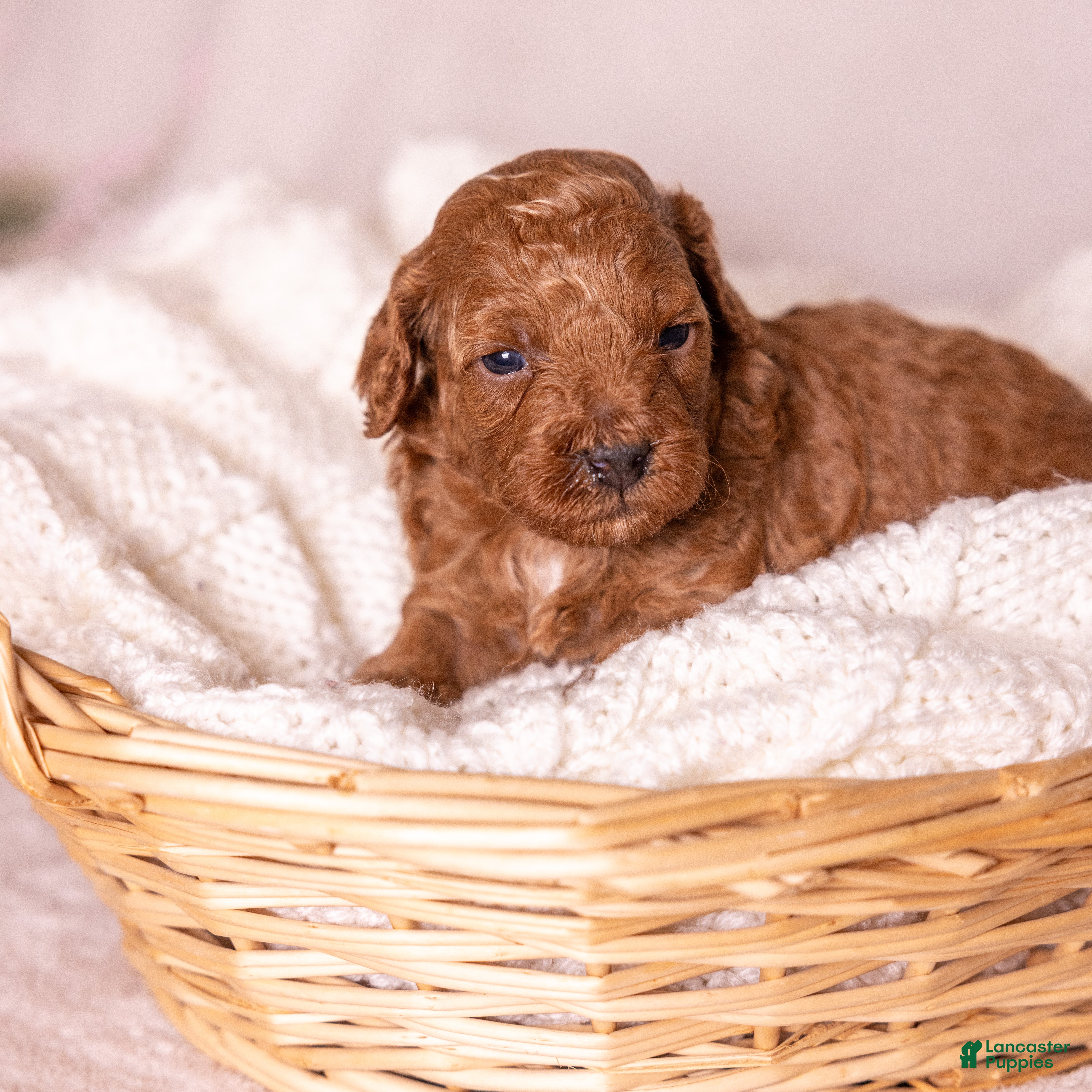 Miniature Poodle dogs Euphoria  - Ad 1