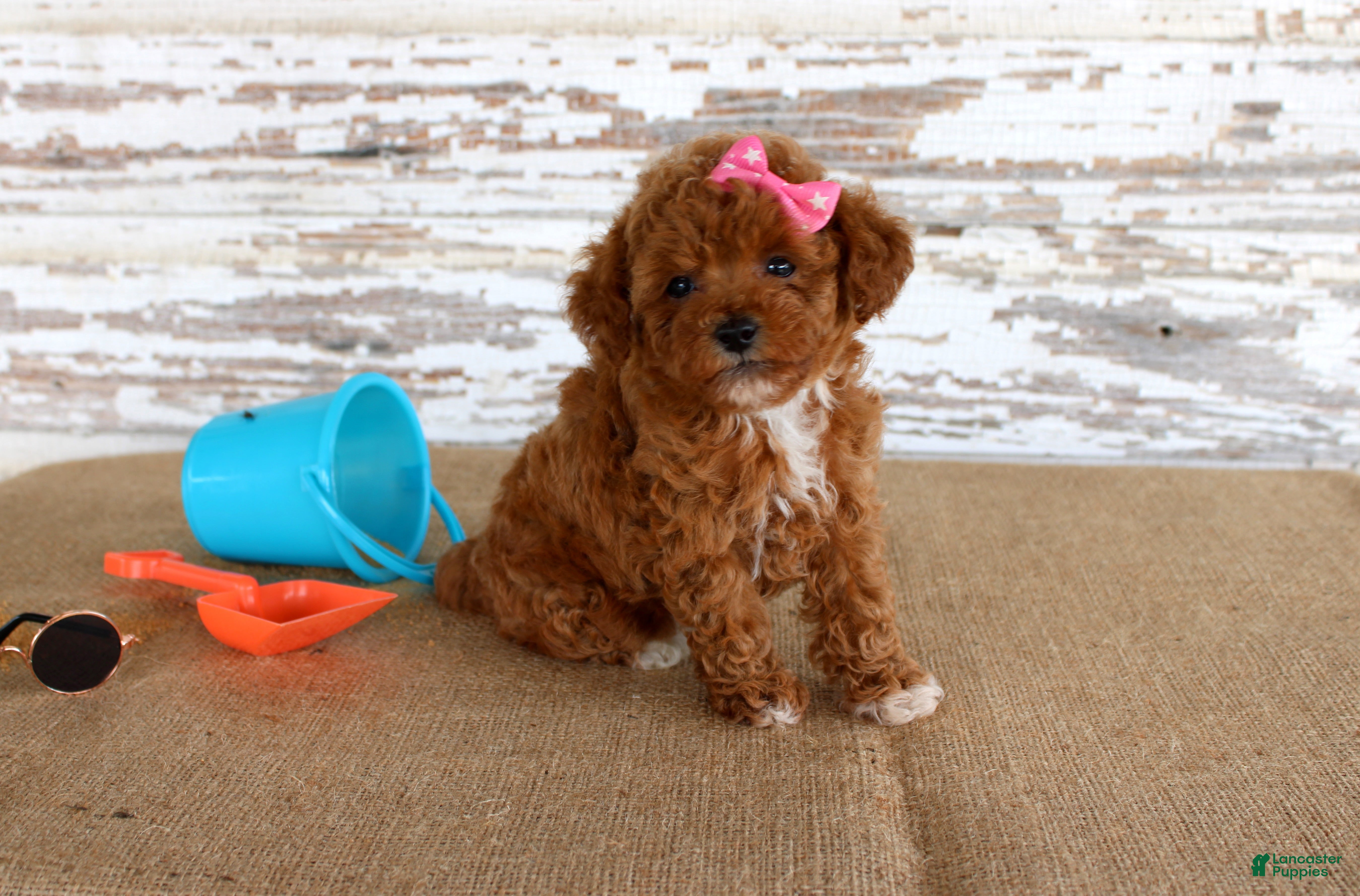 Toy Poodle dogs Tansy - Ad 17