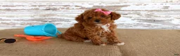 Toy Poodle dogs for sale: Tansy - Ad 1