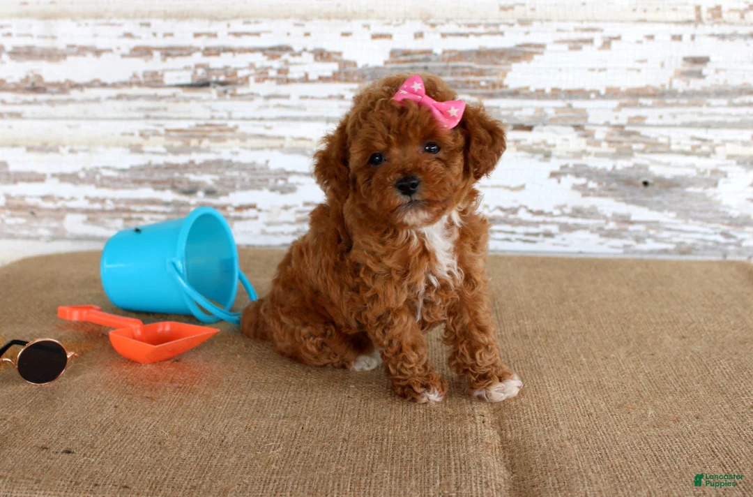 Toy Poodle dogs for sale: Tansy - Ad 1