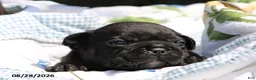 French Bulldog dogs for sale: Darcy - Ad 6