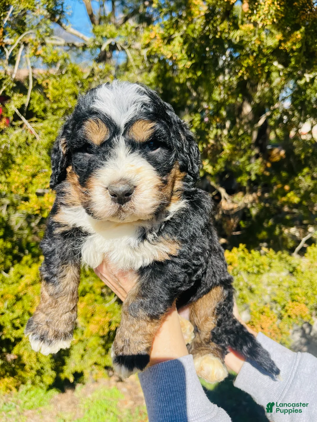 Bernedoodle dogs for sale: Bernedoodle “Peep” - Ad 2