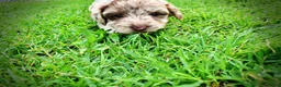 Havapoo dogs for sale: Star - Ad 9