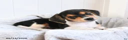 Mixed Breed dogs for sale: Carmel - Ad 3