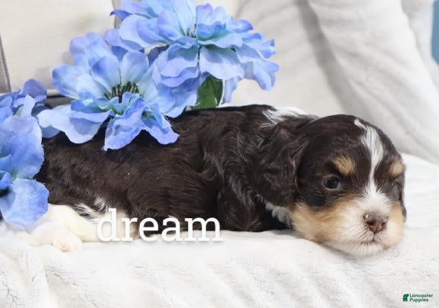 Cavapoo dogs Journey - Ad 1