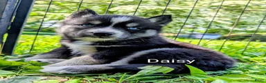 Daisy_Female