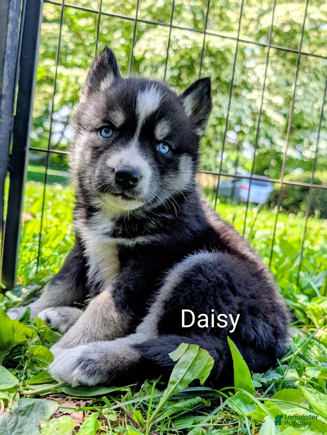Siberian Husky dogs for sale: Daisy_Female - Ad 1