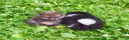 Pomeranian dogs for sale: Black and white Parti boy 6wks - Ad 4