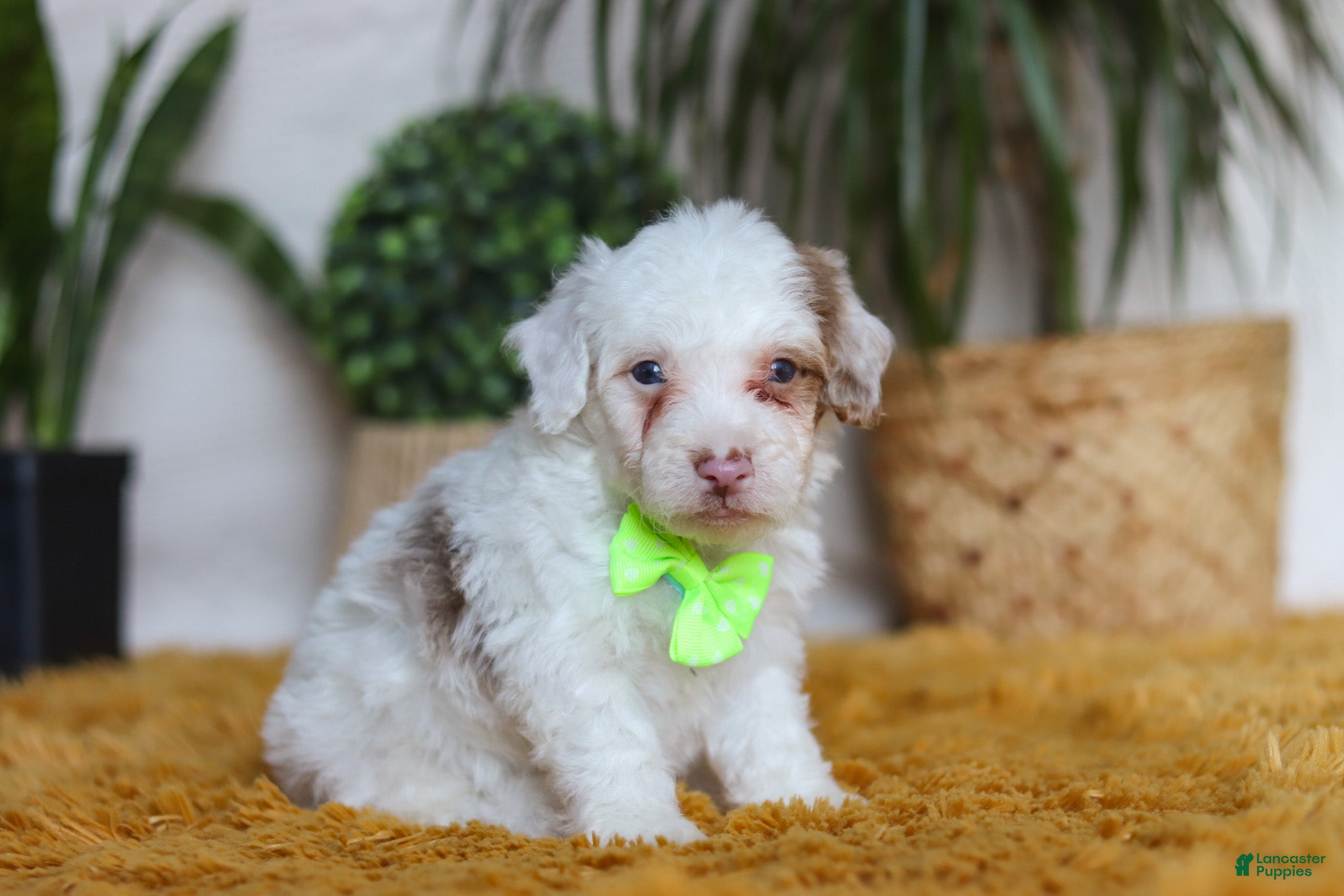 Yorkiepoo dogs Maxime - Ad 2