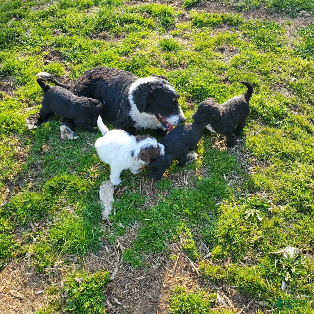 Portuguese Water Dog dogs for sale: Brownie  - Ad 8