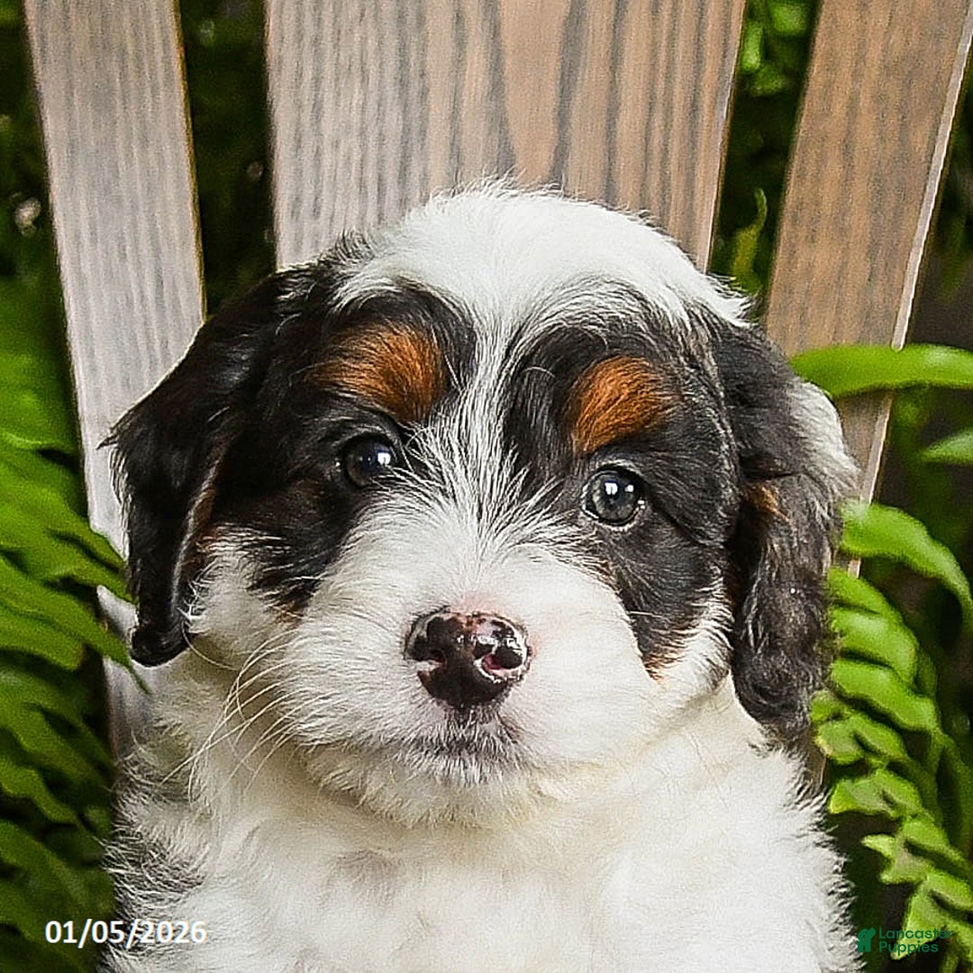 Mini Bernedoodle dogs for sale: Tracker - Ad 5