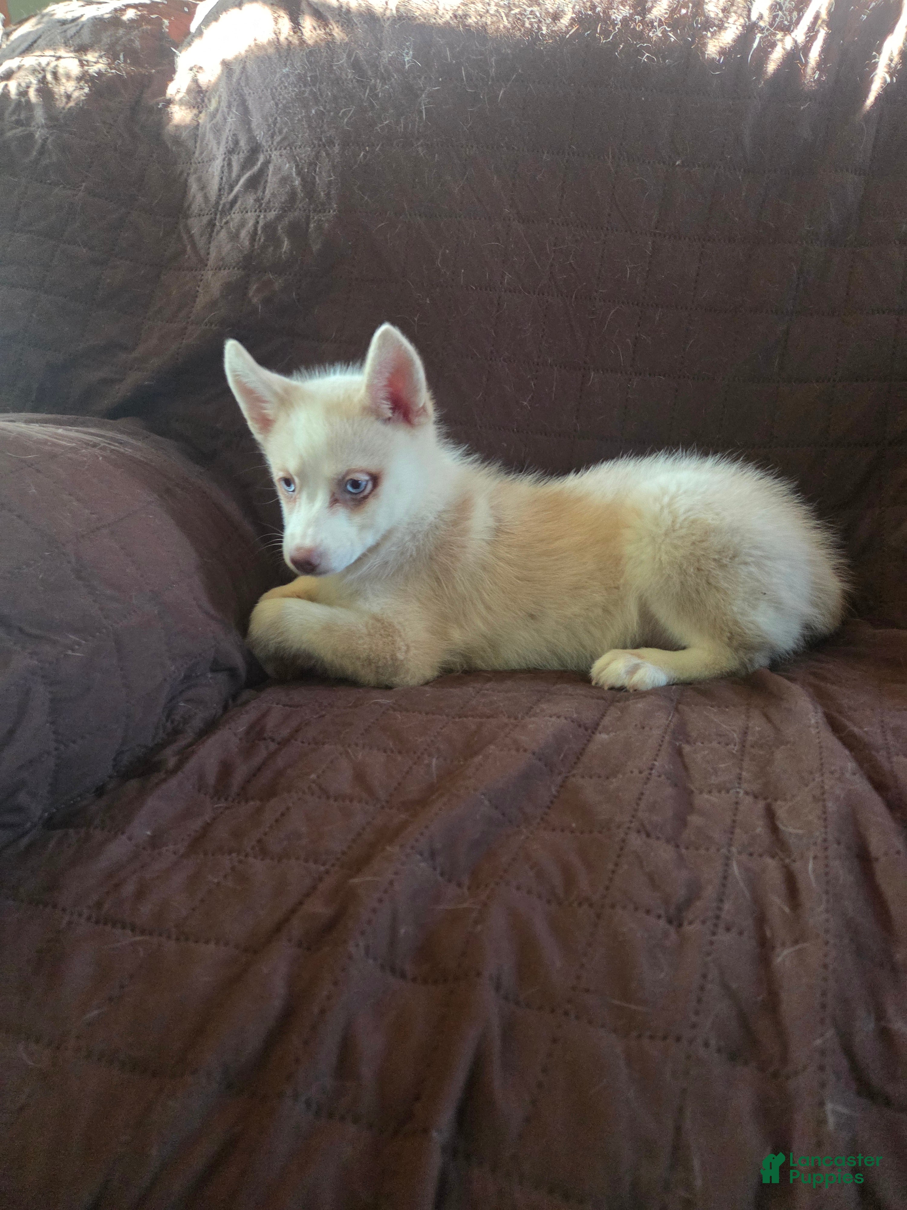 Pomsky dogs Justin - Ad 2