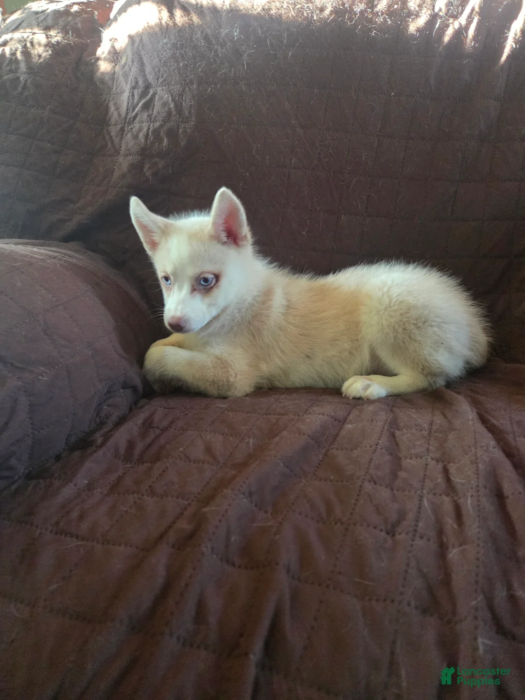 Pomsky dogs for sale: Justin - Ad 2
