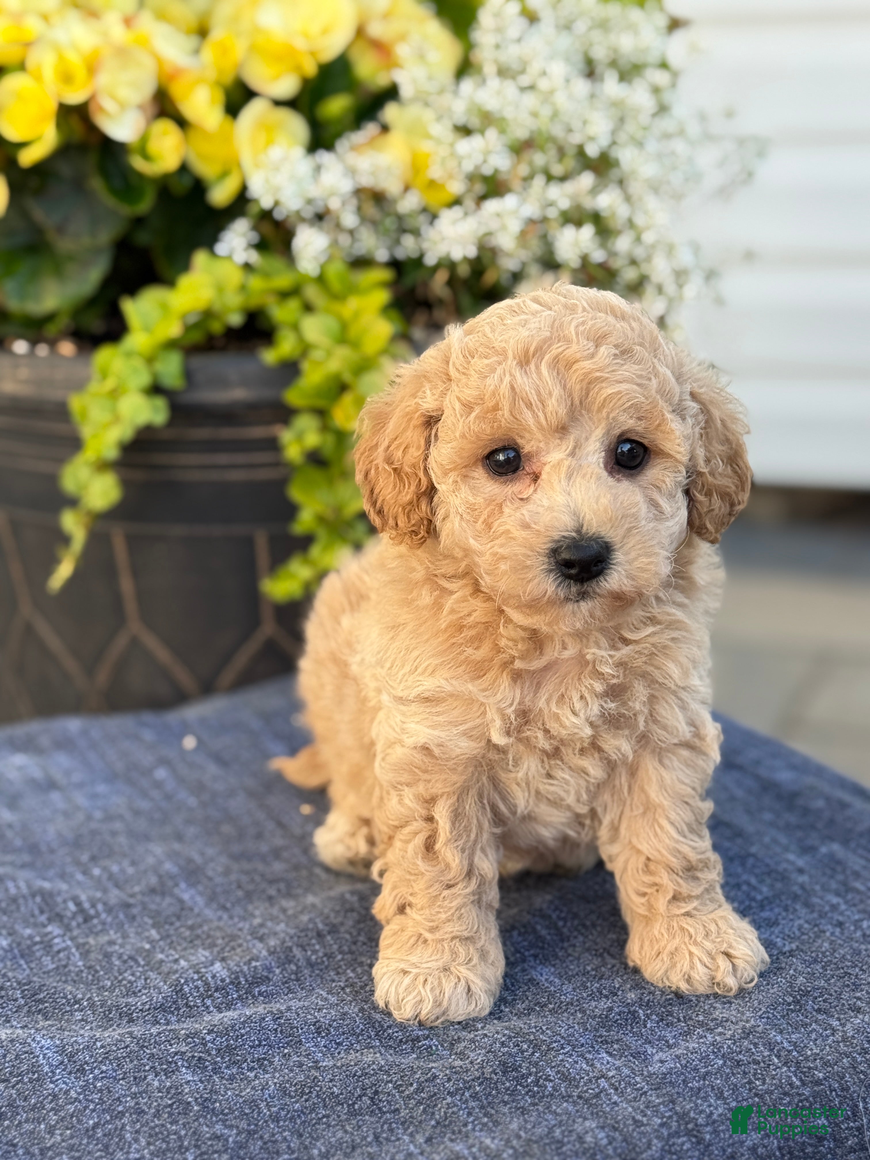 Bichpoo dogs for sale: Finn - Ad 7