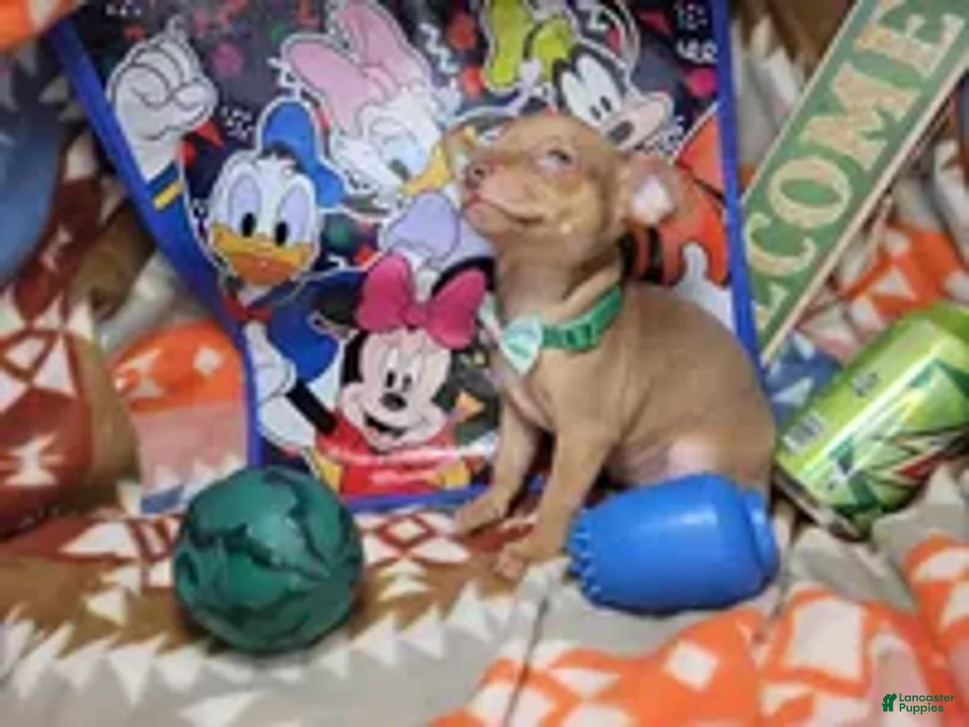 Chihuahua dogs for sale: Hulky (Hazel eyes) - Ad 2