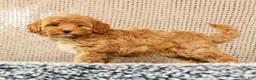 Havapoo dogs for sale: Hazel - Ad 8
