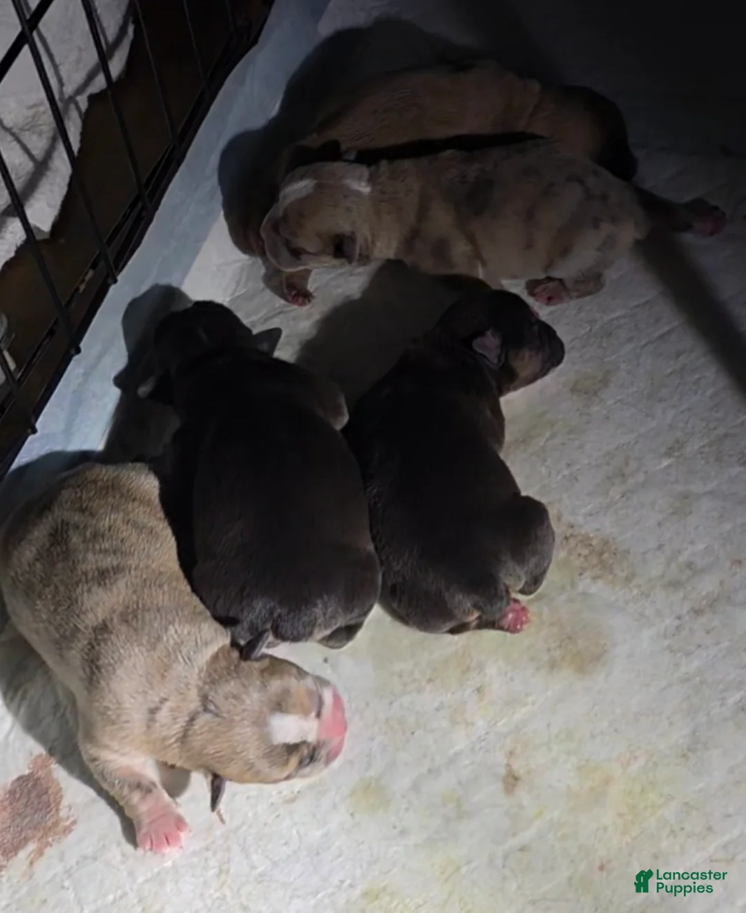 French Bulldog dogs for sale: French Bulldog Puppy 3 - Ad 2