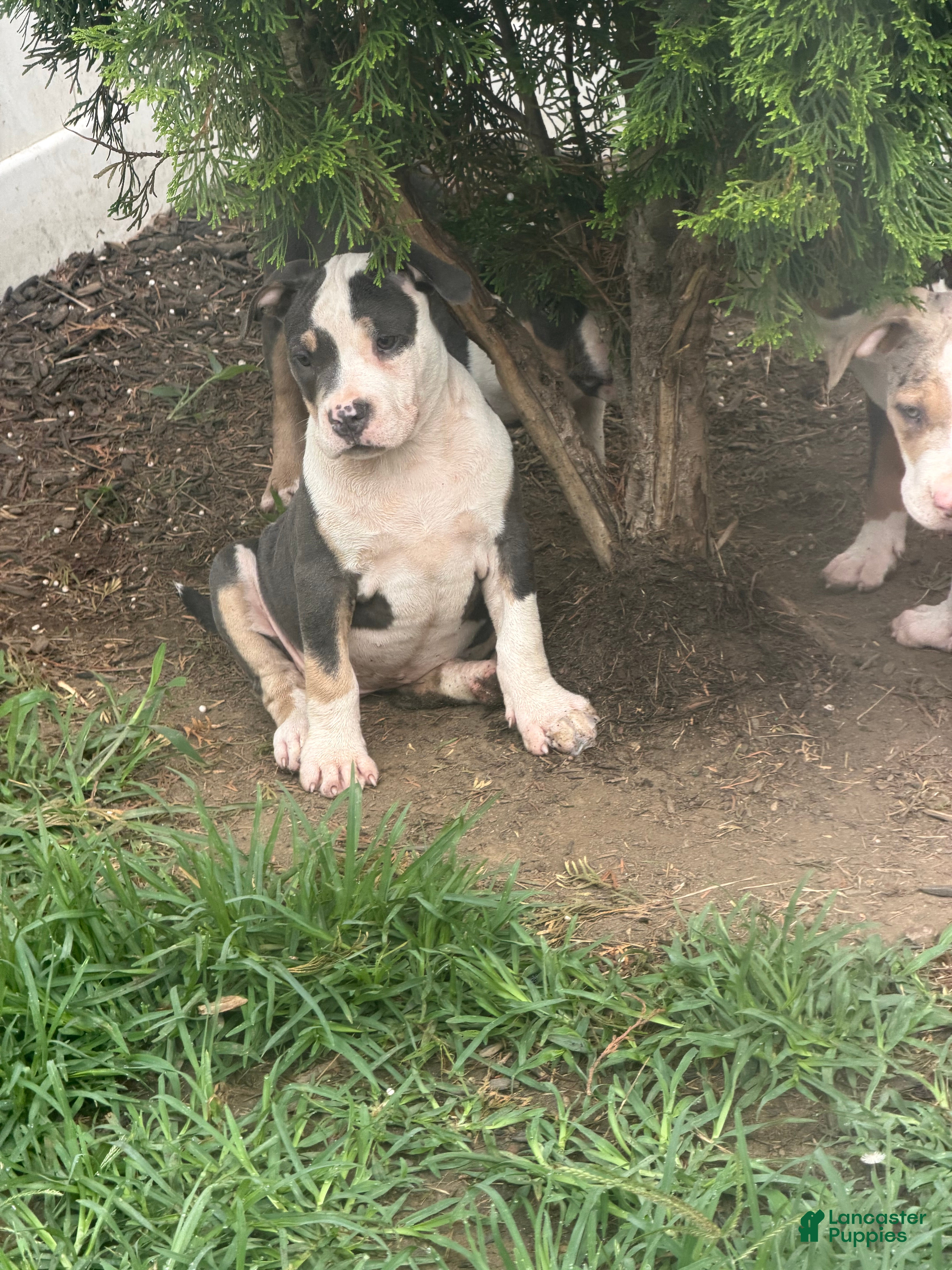 American Bully dogs Harley - Ad 1
