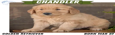 Chandler