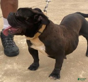 American Bully dogs for sale: American Bully Puppy 1 - Ad 3