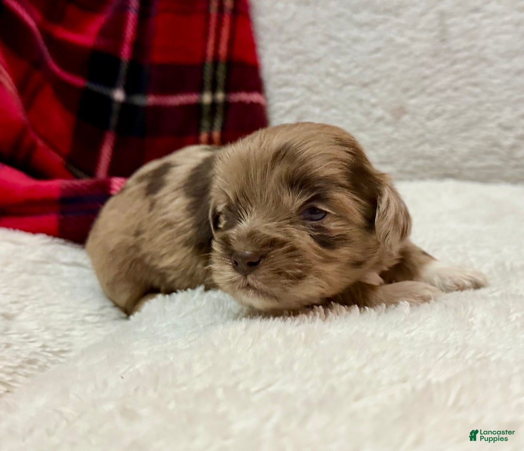 Shihpoo dogs for sale: Luna - Ad 15