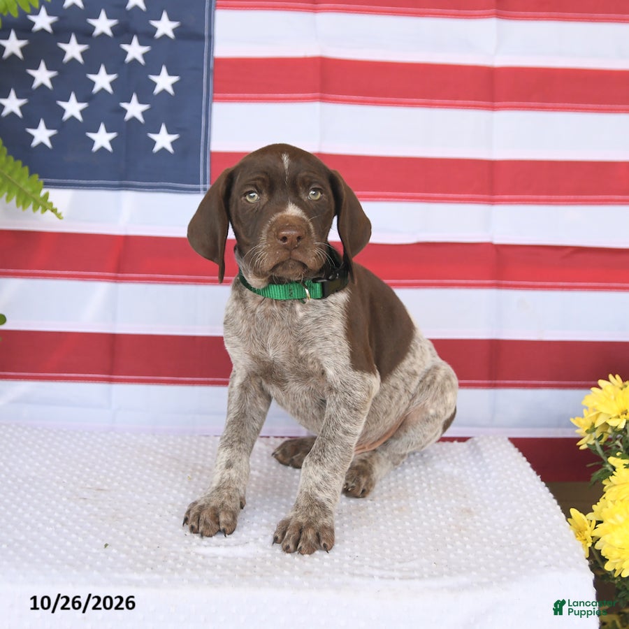 German Shorthaired Pointer dogs for sale: Thatcher - Ad 1