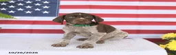 German Shorthaired Pointer dogs for sale: Thatcher - Ad 1
