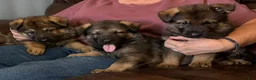 German Shepherd dogs for sale: German Shepherd 2 - Ad 5