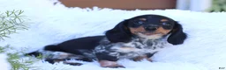 Miniature Dachshund dogs for sale: Sutherland - Ad 4