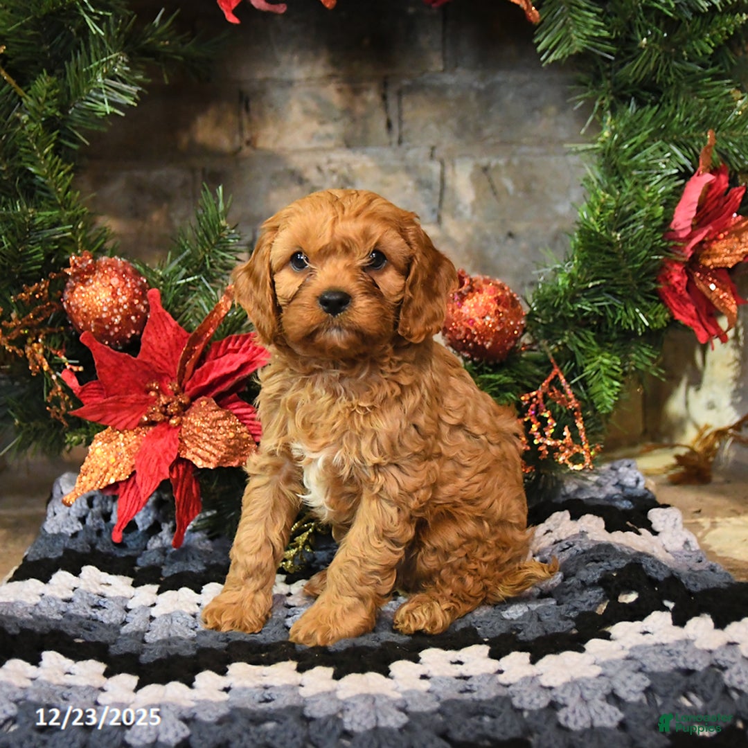 Cavapoo dogs for sale: Franklin - Ad 2
