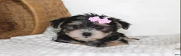 Morkie dogs for sale: Mille - Ad 7