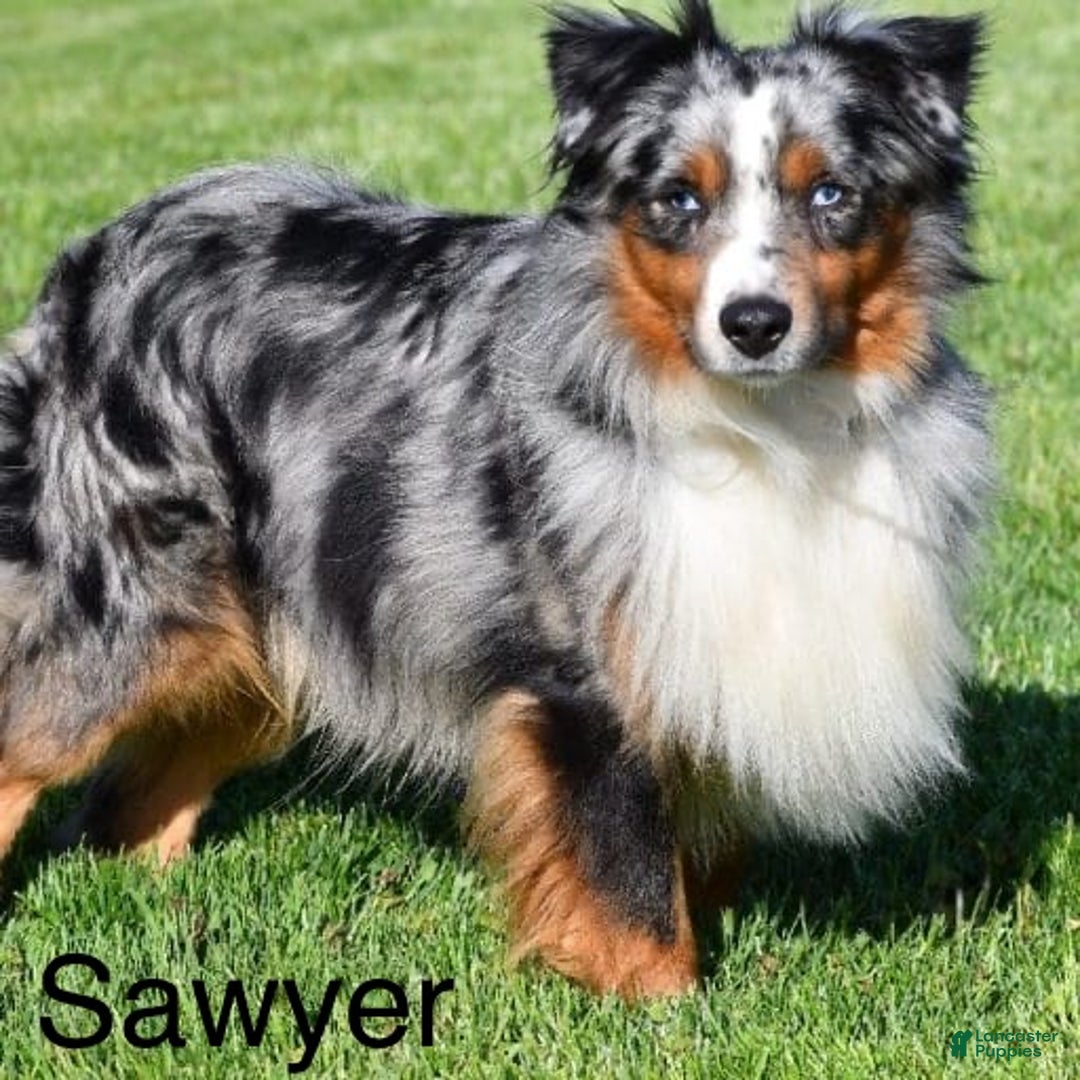 Miniature Australian Shepherd dogs for sale: Rocky - Ad 10