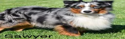 Miniature Australian Shepherd dogs for sale: Ricky - Ad 11