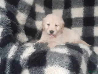 Golden Retriever dogs for sale: Sophia - Ad 3