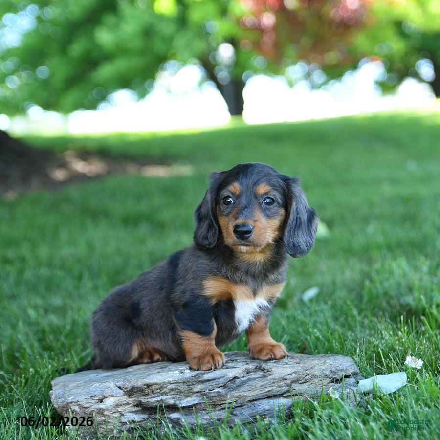 Miniature Dachshund dogs Twix - Ad 2