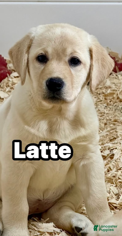 Labrador Retriever (Labrador, Female) in Columbia Cross Roads, PA