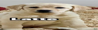 Labrador Retriever 