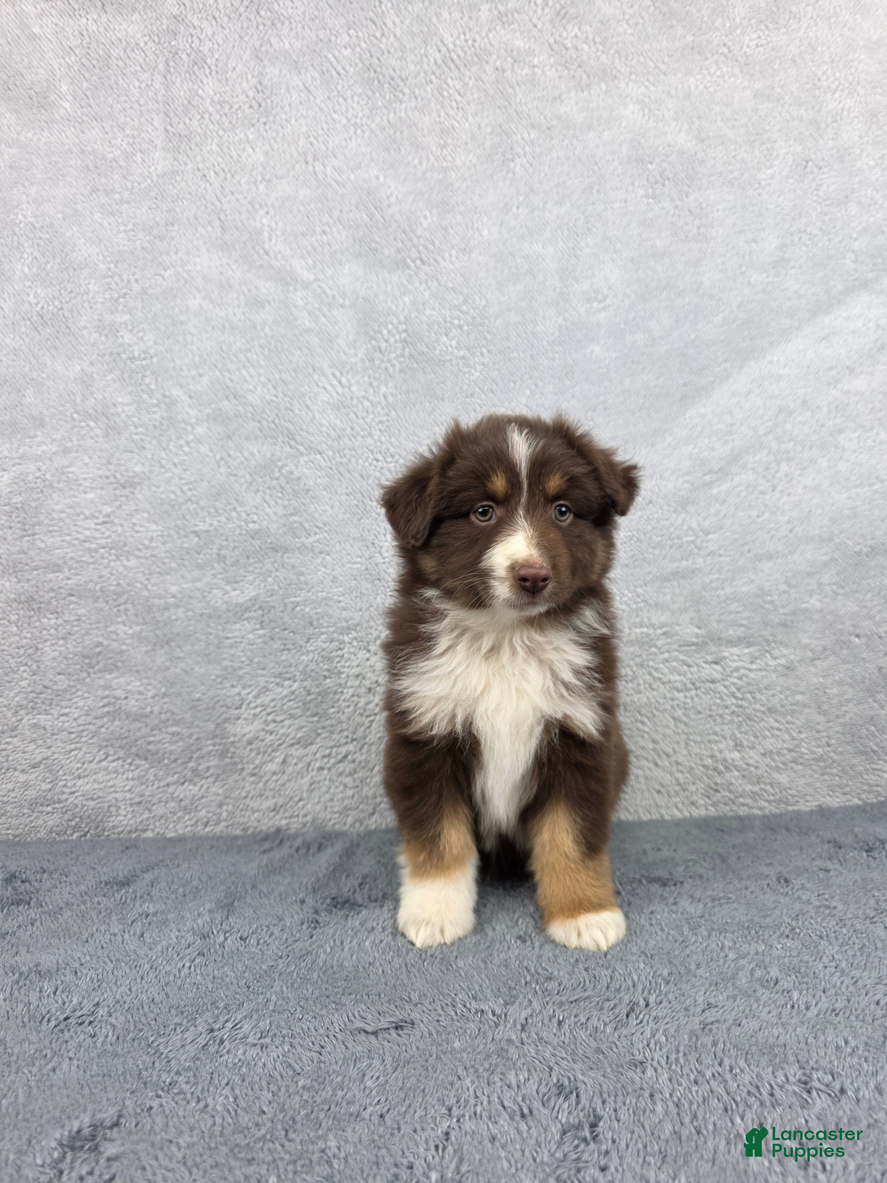 Miniature Australian Shepherd dogs Luna - Ad 1