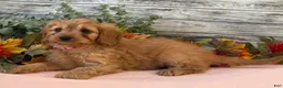 Cavapoo dogs for sale: Cavapoo 1 - Ad 5