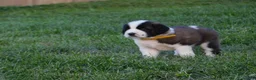 Saint Bernard dogs for sale: Lantana - Ad 4